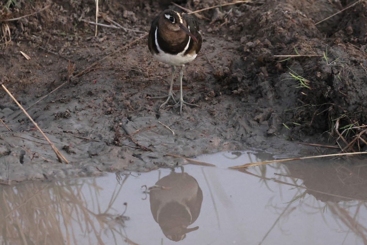 Rhynchée peinte - ML647432187