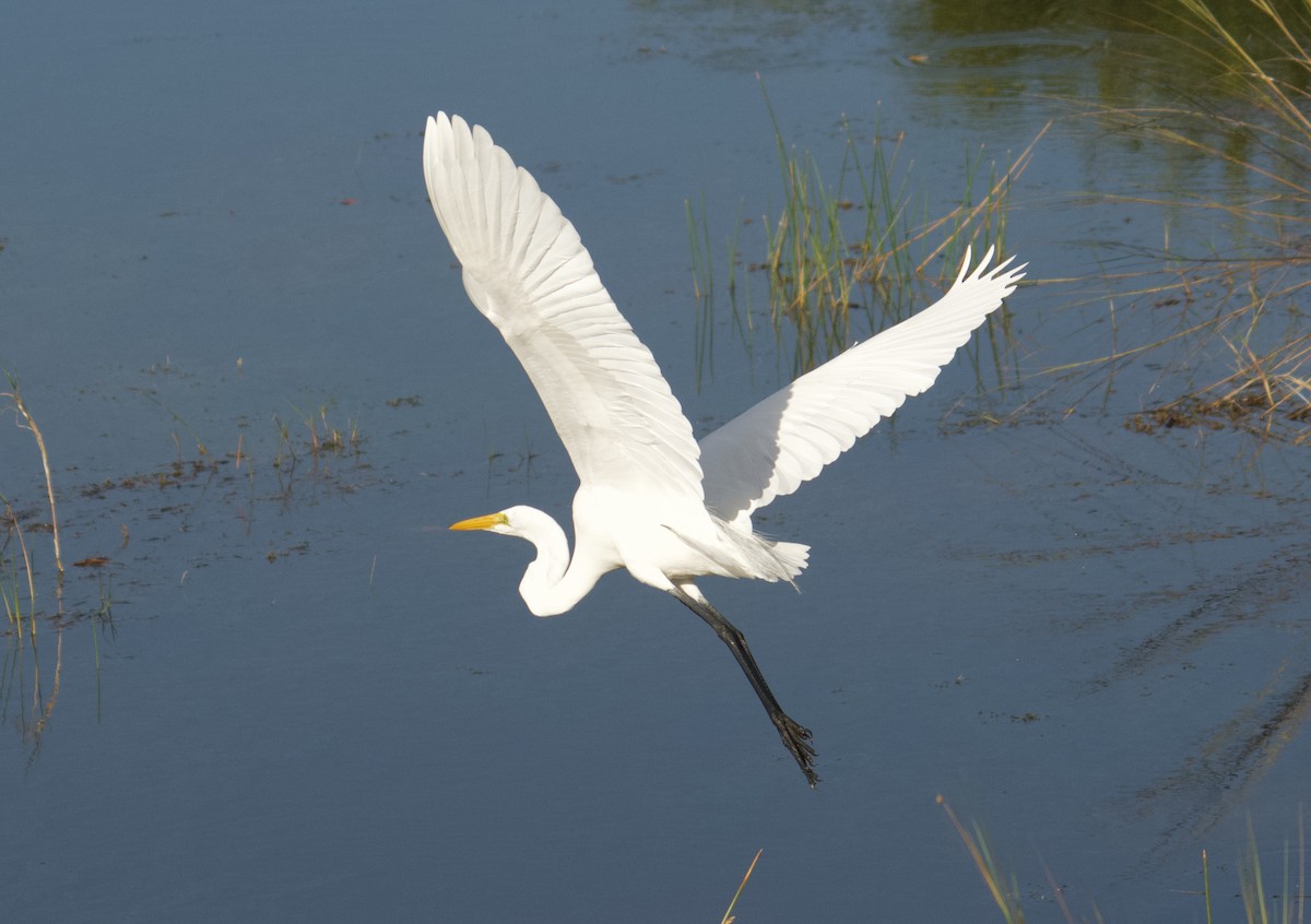 volavka bílá - ML647432192