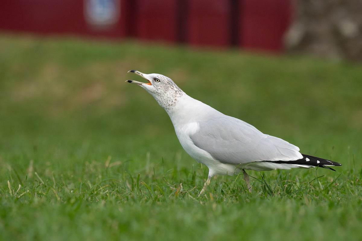 Ringschnabelmöwe - ML647432195