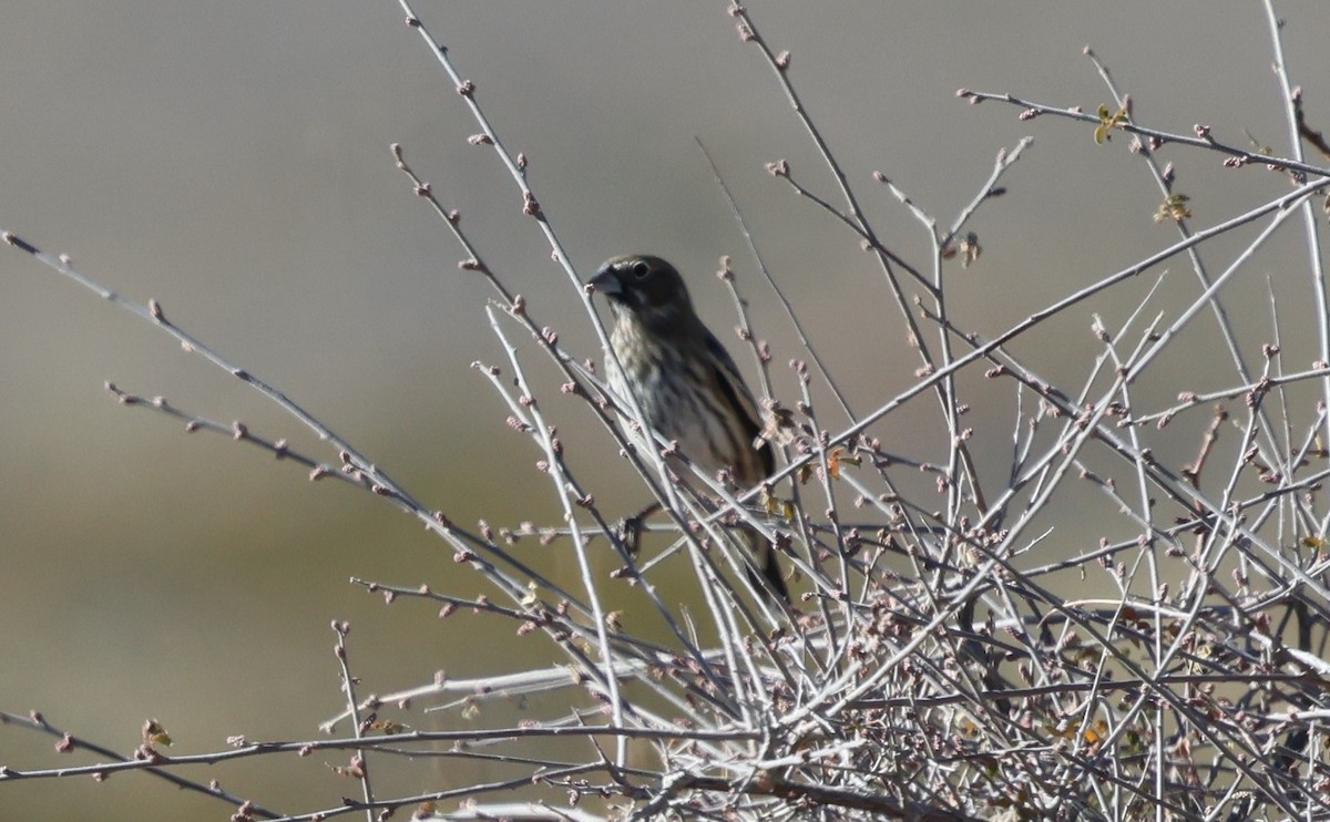 カタジロクロシトド - ML647432197