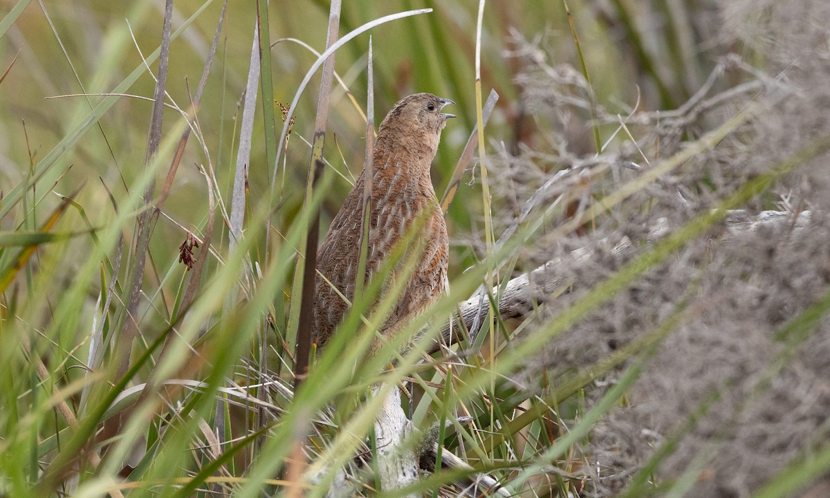 Brown Quail - ML647432200