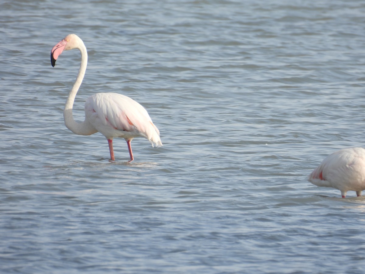 Flamant rose - ML647432209