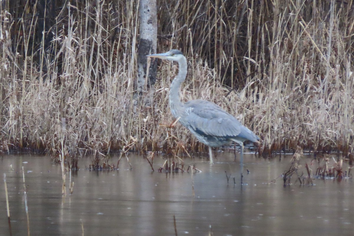 Great Blue Heron - ML647432262