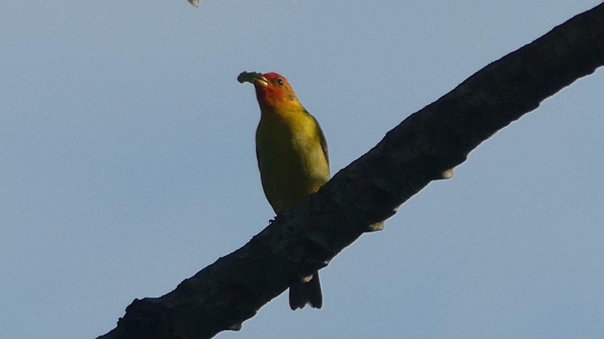 Western Tanager - ML647432266