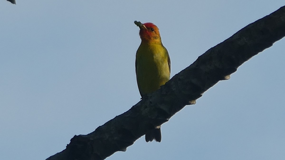 Western Tanager - ML647432267