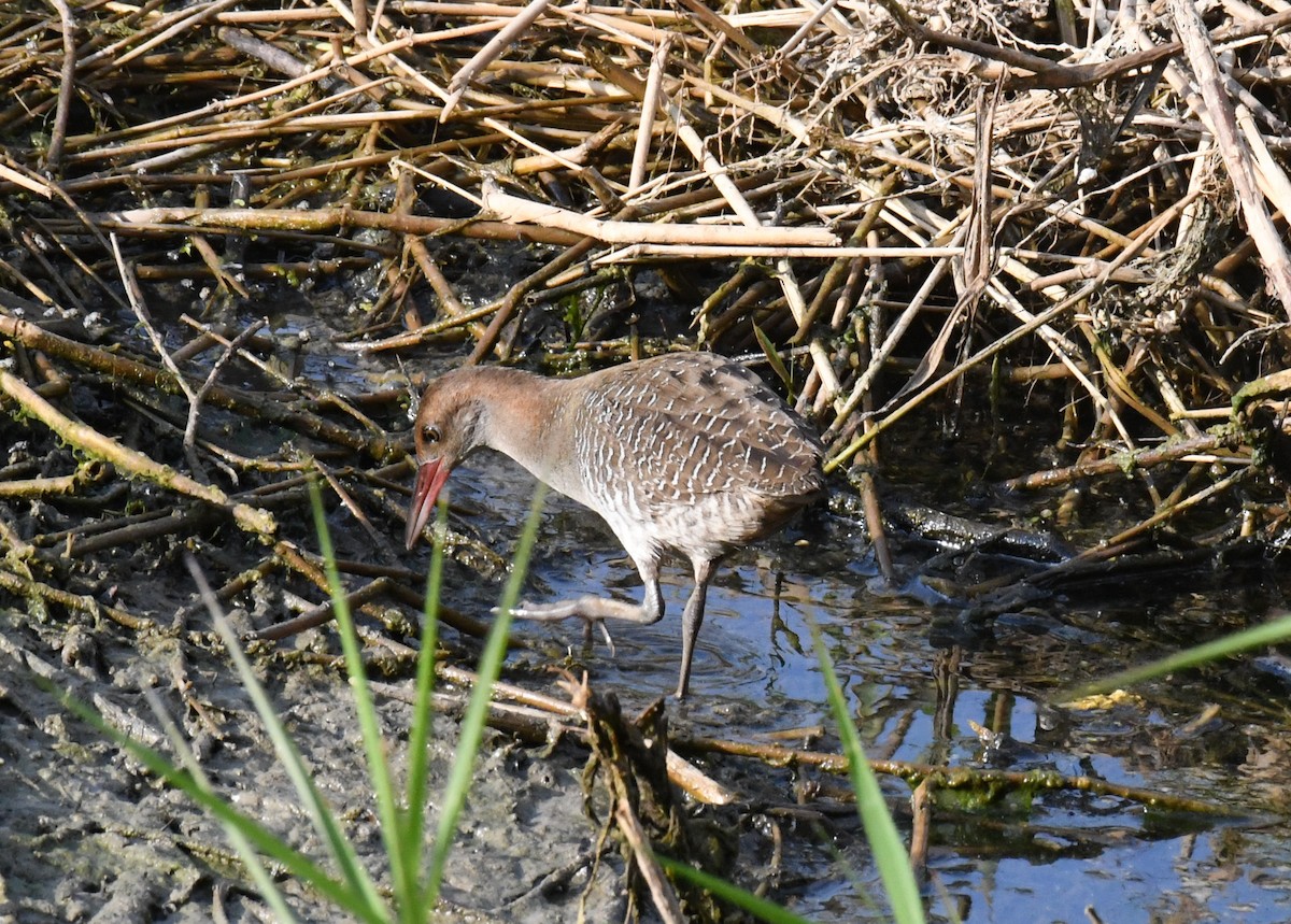 Slaty-breasted Rail - ML647432287