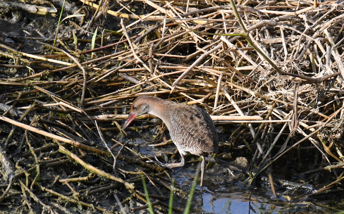 Slaty-breasted Rail - ML647432288
