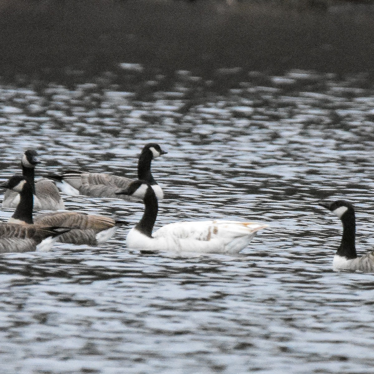 Kanadagans - ML647432305