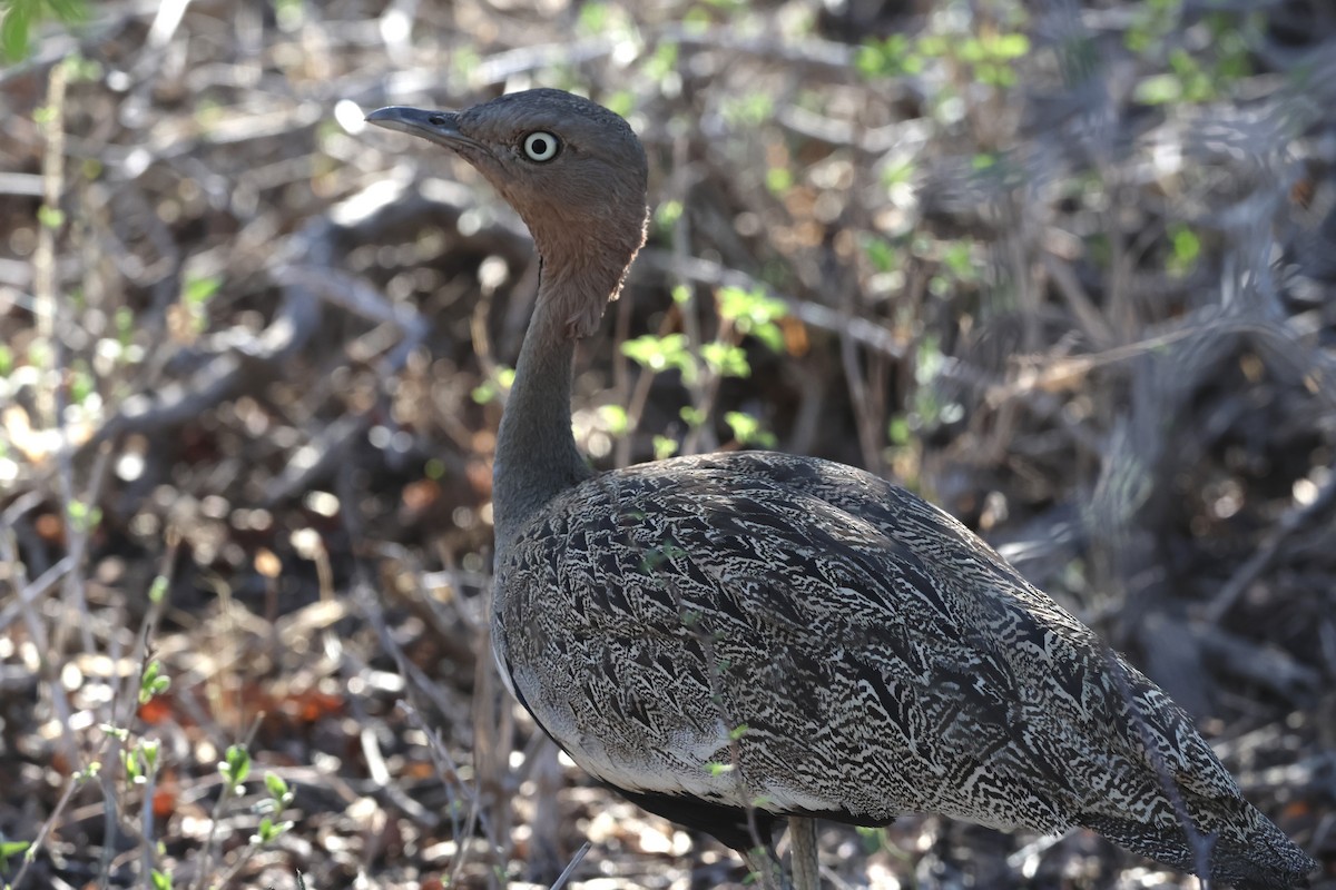 Outarde d'Oustalet - ML647432339