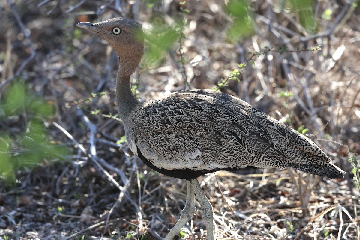 Outarde d'Oustalet - ML647432340