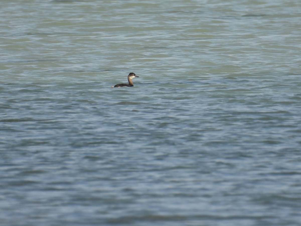 potápka černokrká - ML647432347