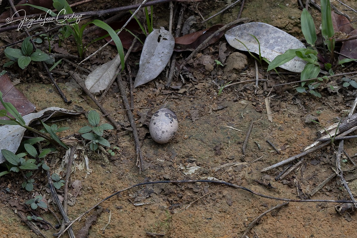 Blackish Nightjar - ML647432360