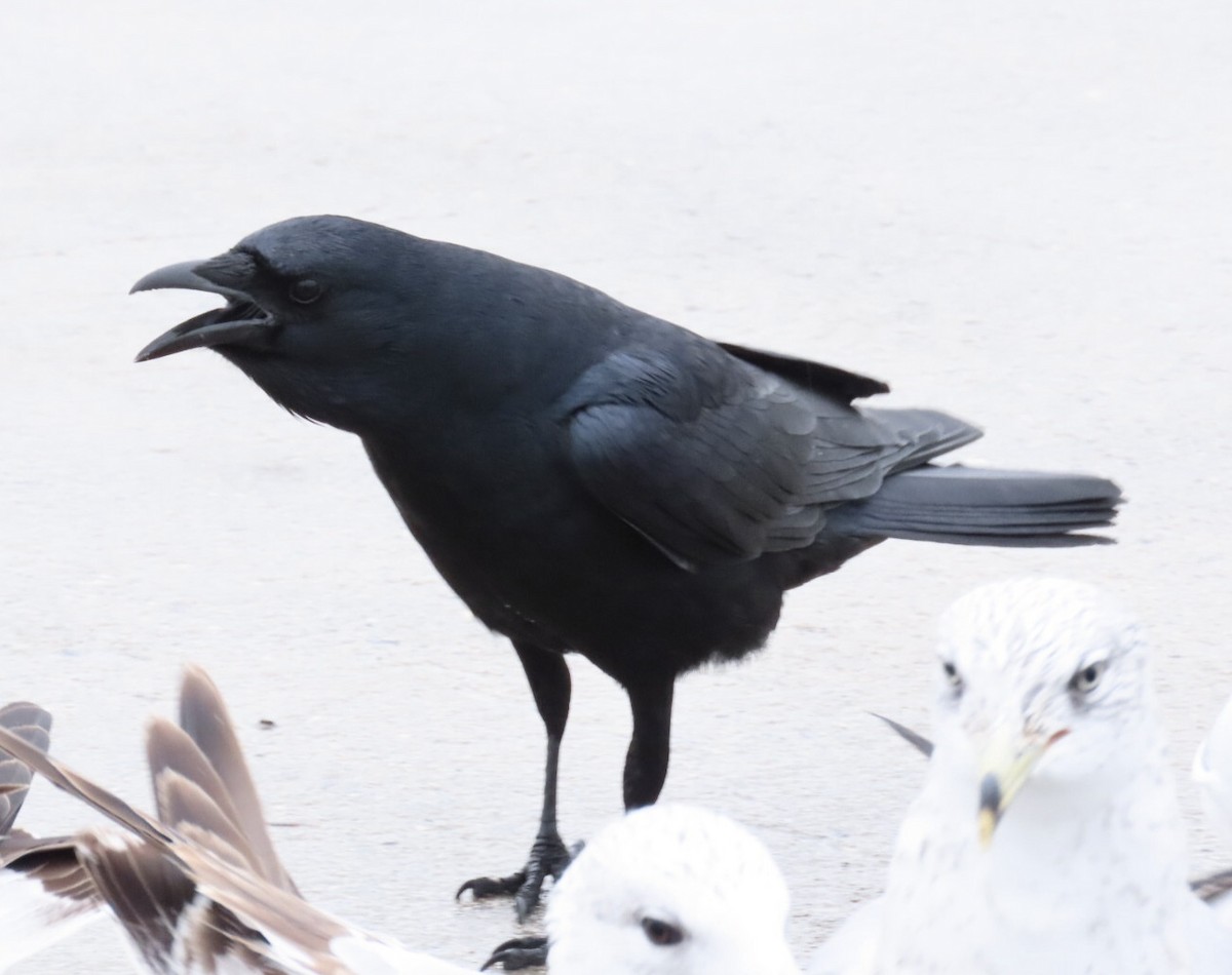 ウオガラス - ML647432372