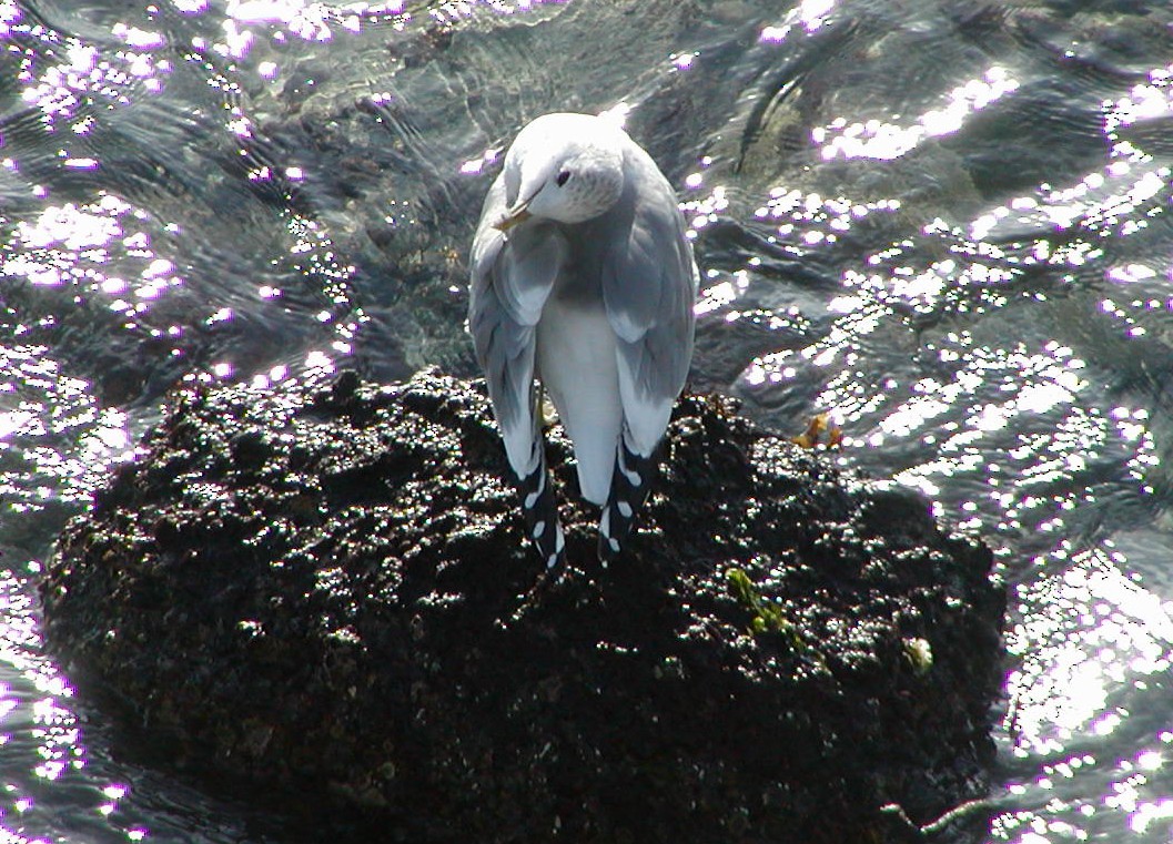 Short-billed Gull - ML647432379