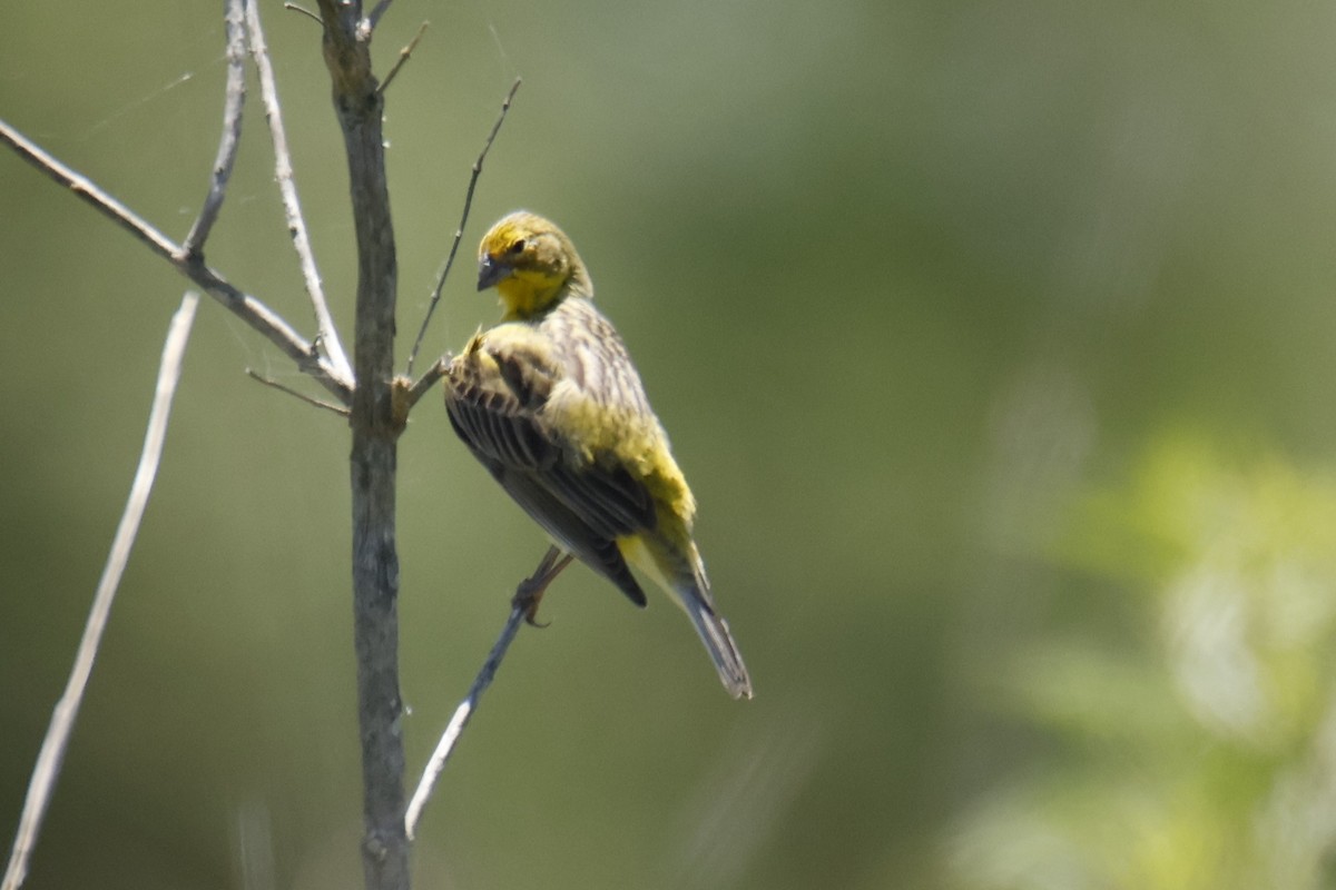 Grassland Yellow-Finch - ML647432399