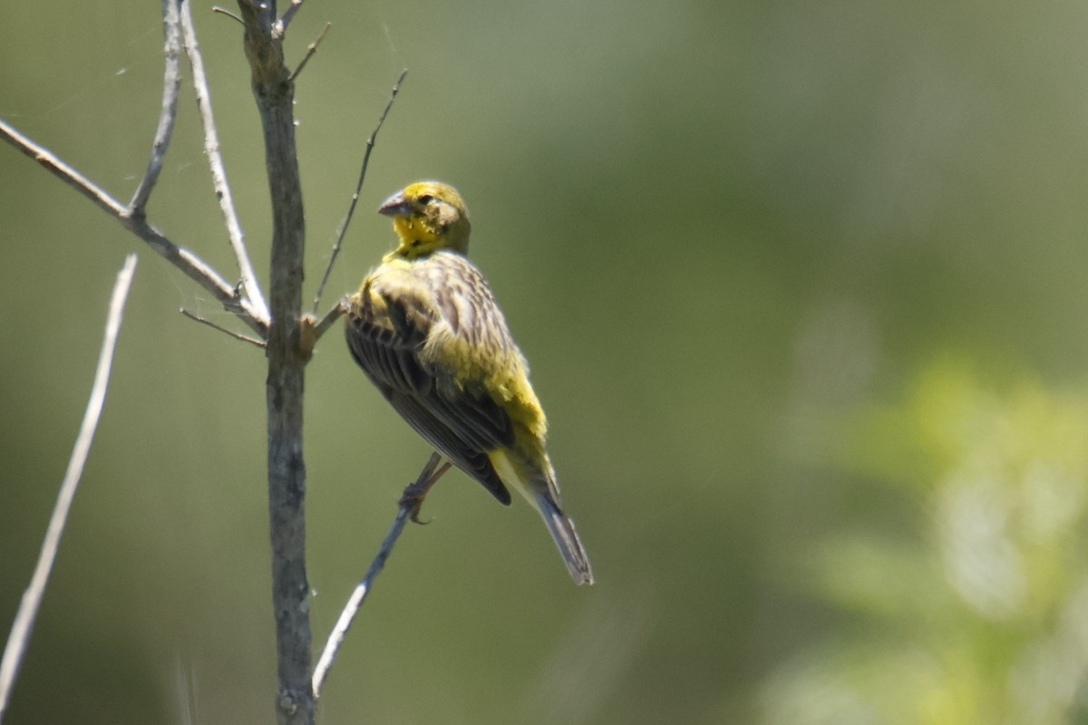 Grassland Yellow-Finch - ML647432400