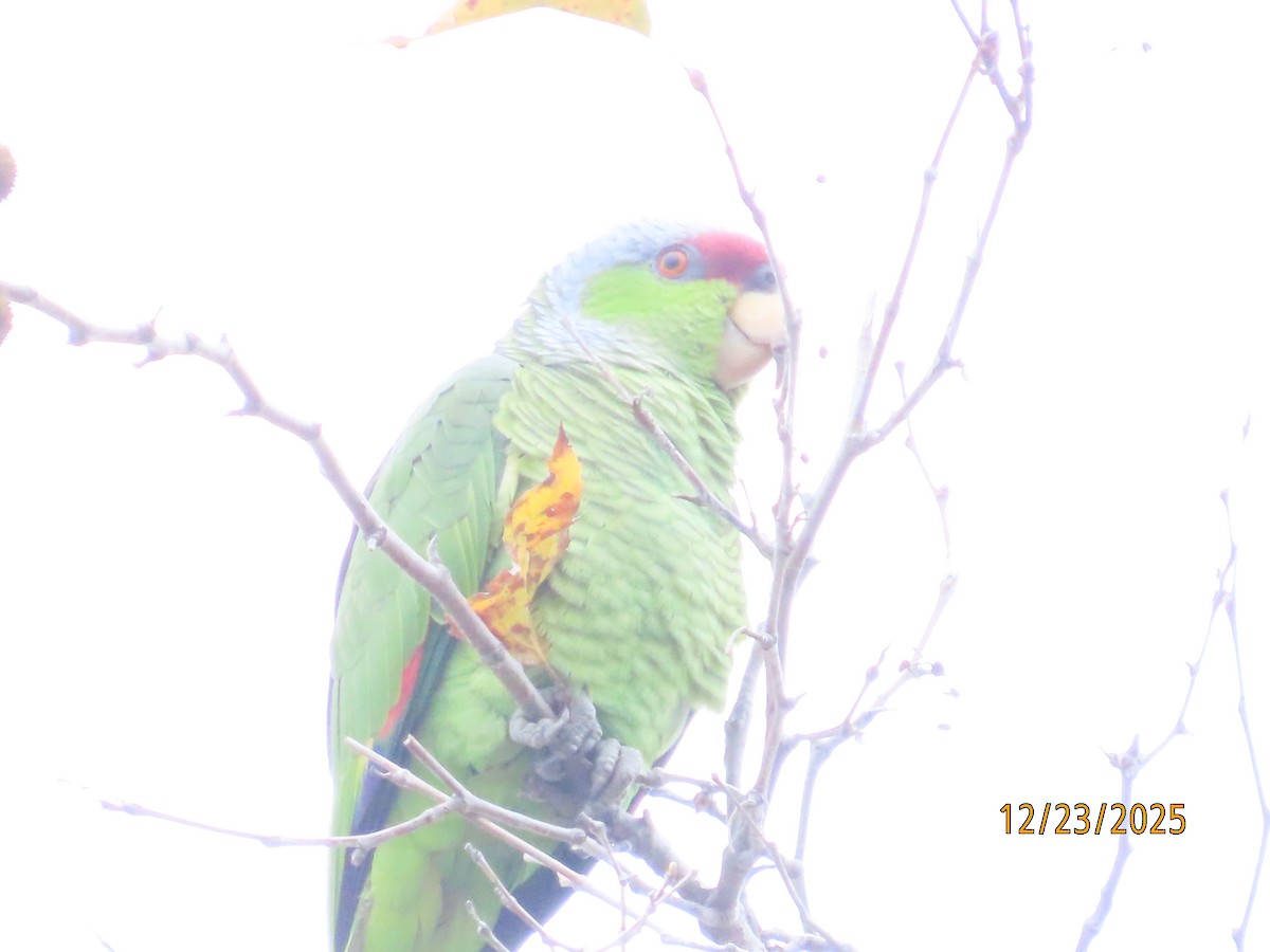 Lilac-crowned Amazon - ML647432402