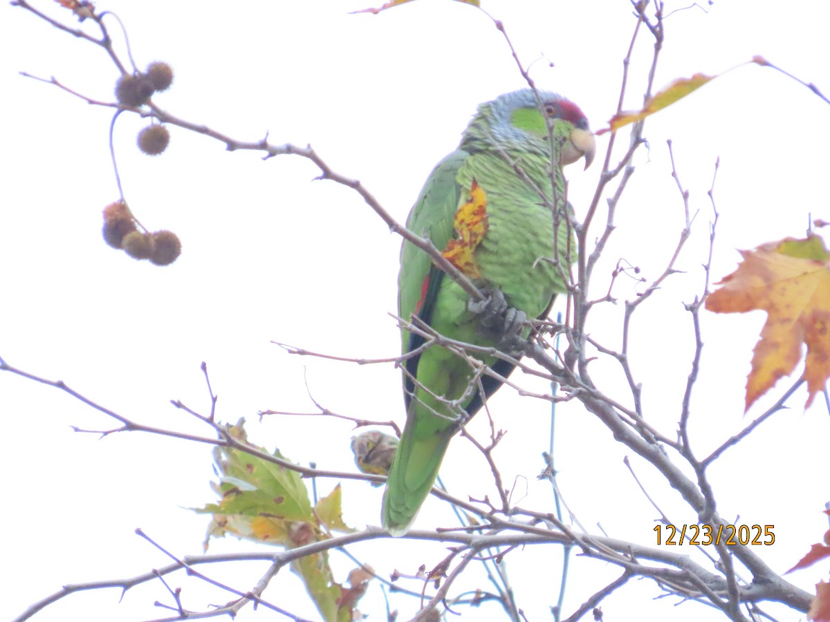 Lilac-crowned Amazon - ML647432403