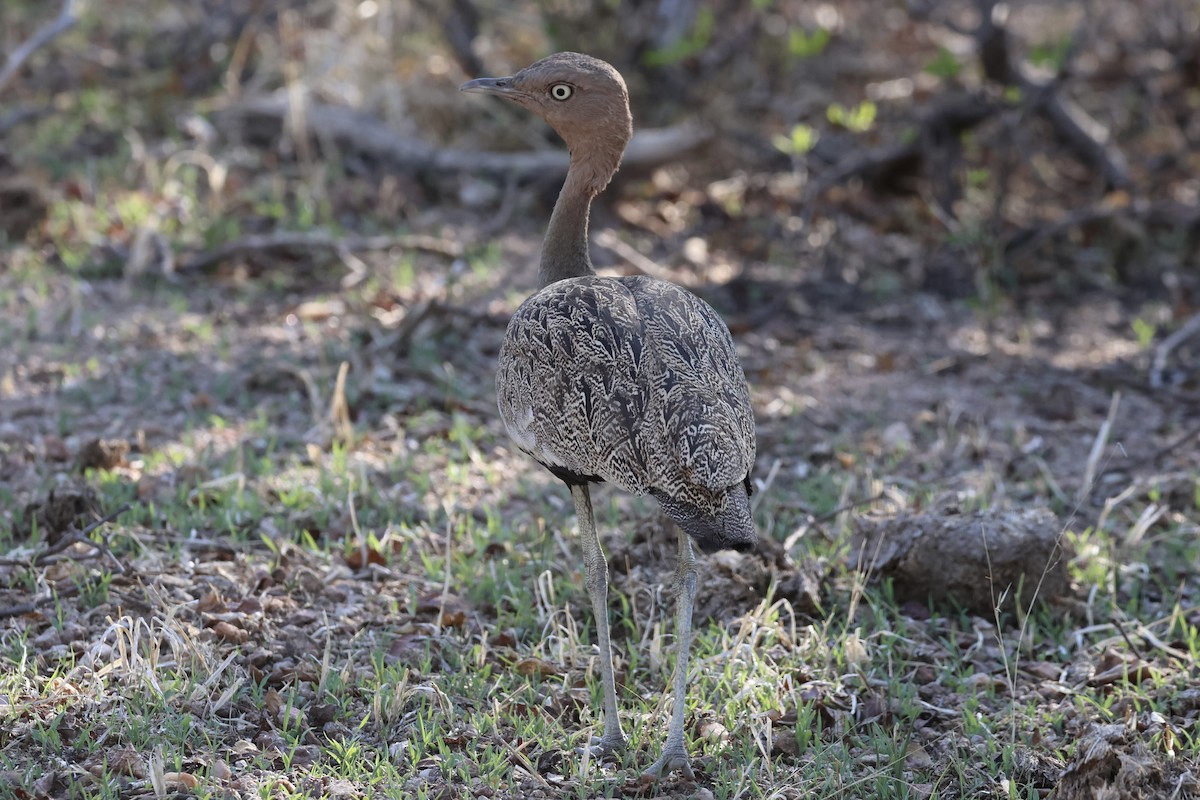 Outarde d'Oustalet - ML647432408