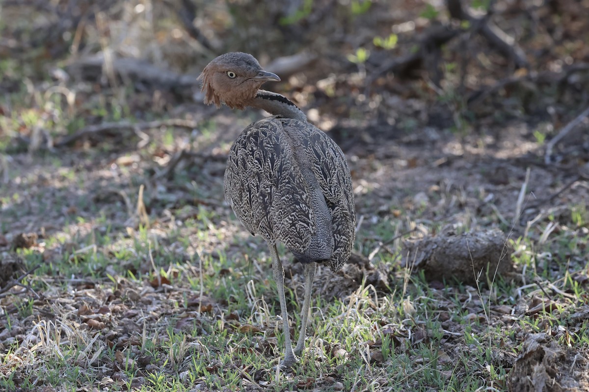 Outarde d'Oustalet - ML647432410