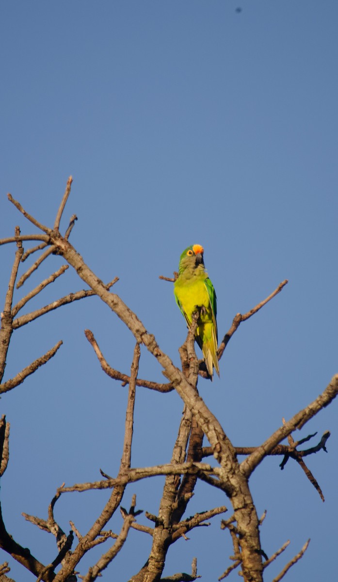 Peach-fronted Parakeet - ML647432426
