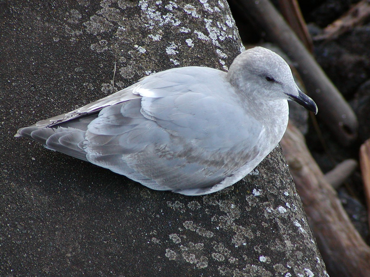 Western x Glaucous-winged Gull (hybrid) - ML647432429
