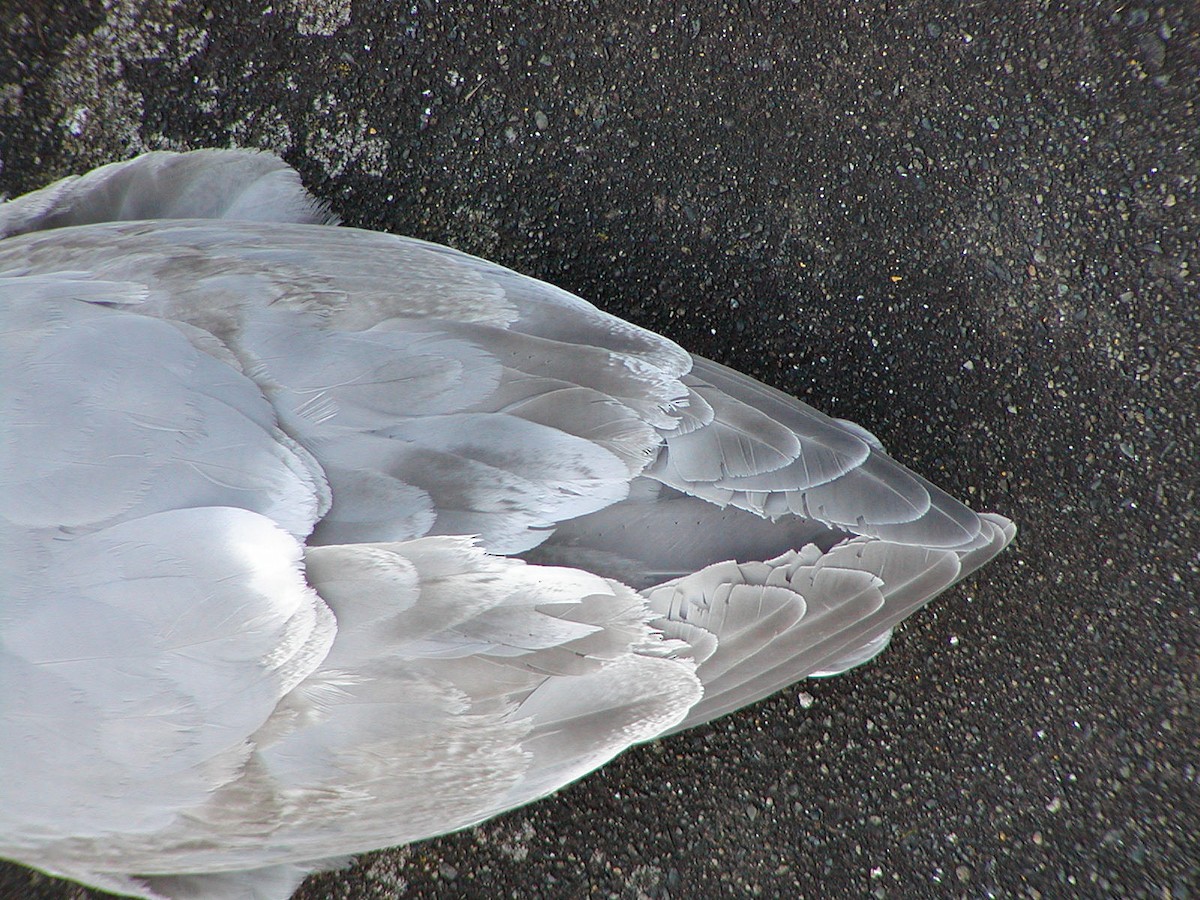 Western x Glaucous-winged Gull (hybrid) - ML647432431
