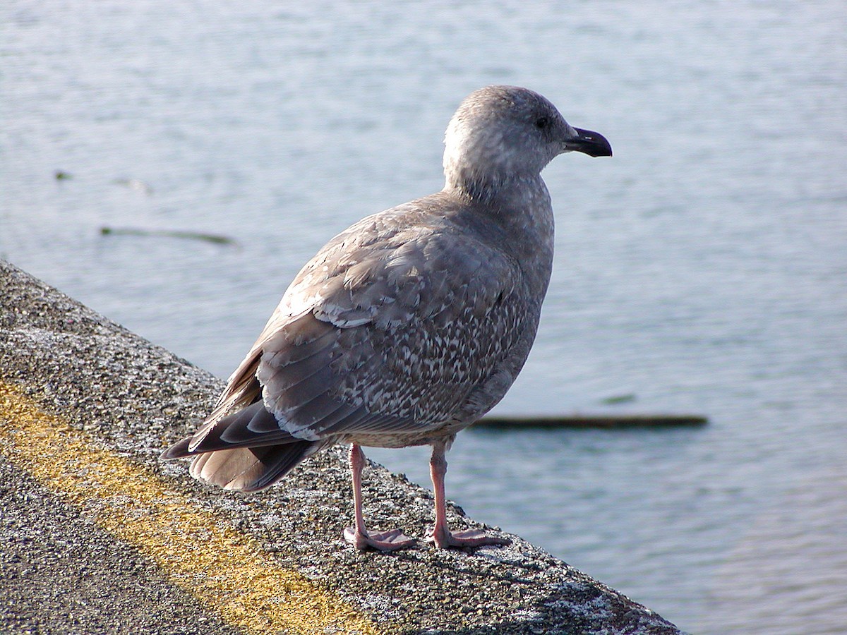 Western x Glaucous-winged Gull (hybrid) - ML647432432