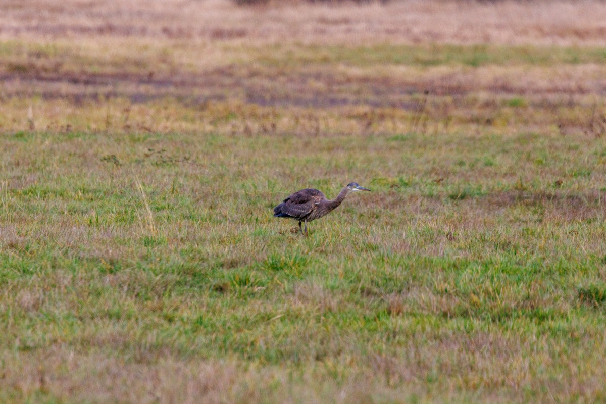 Great Blue Heron - ML647432460