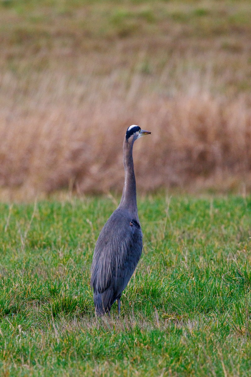 Great Blue Heron - ML647432461