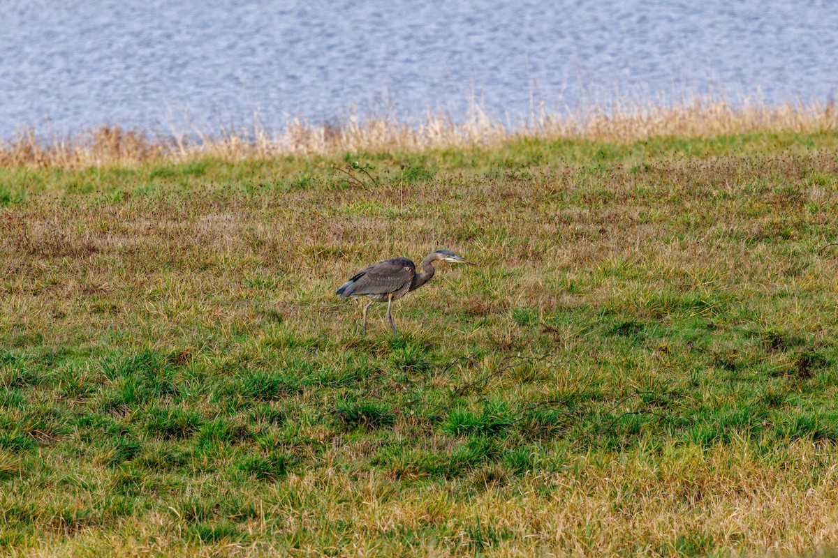 Great Blue Heron - ML647432462