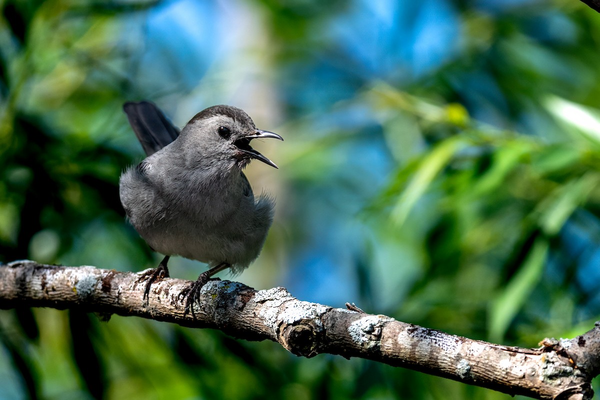 Gray Catbird - ML647432463