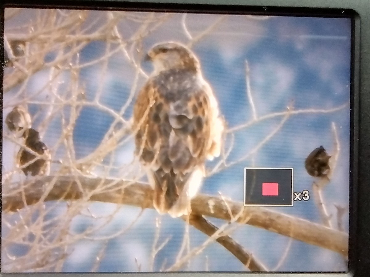 kongevåk - ML647432490