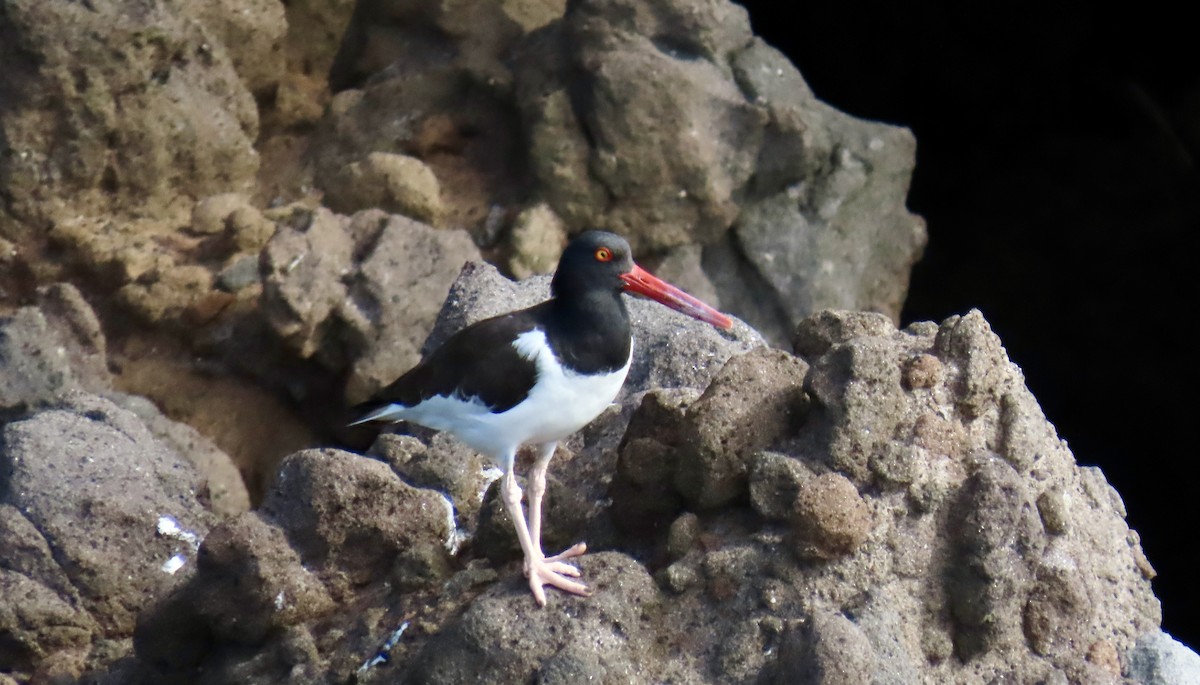 American Oystercatcher - ML647432501