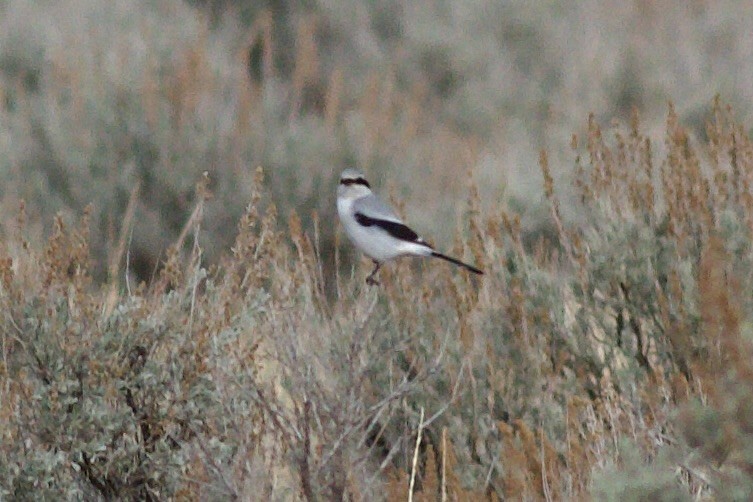 ťuhýk severní - ML647432503