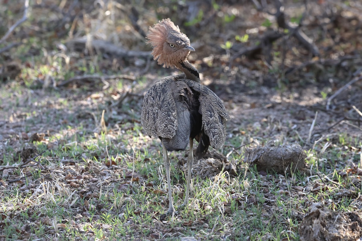 Buff-crested Bustard - ML647432521