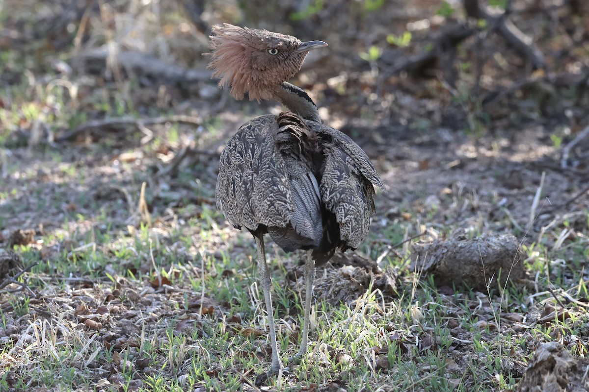 Buff-crested Bustard - ML647432522