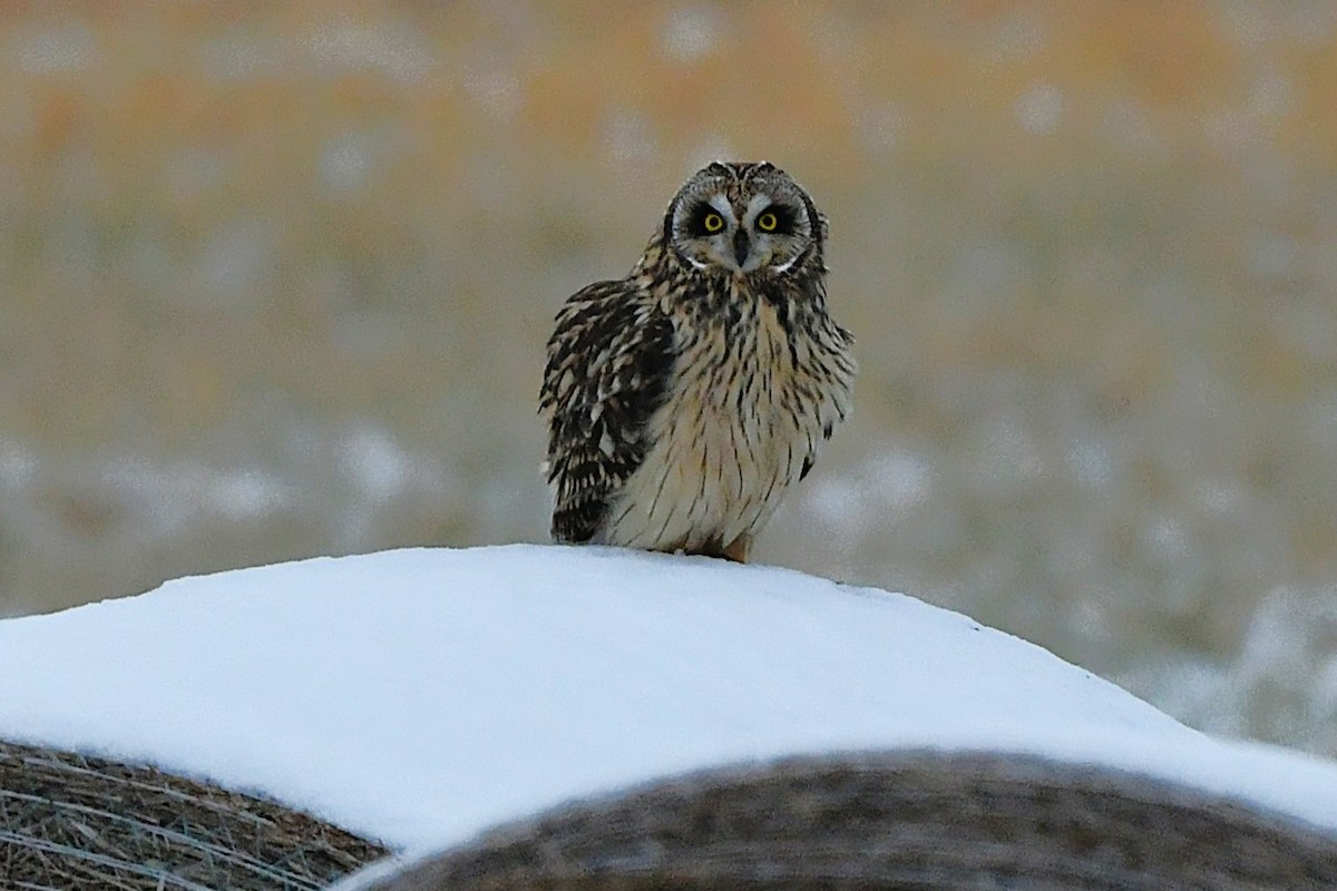 Short-eared Owl - ML647432524