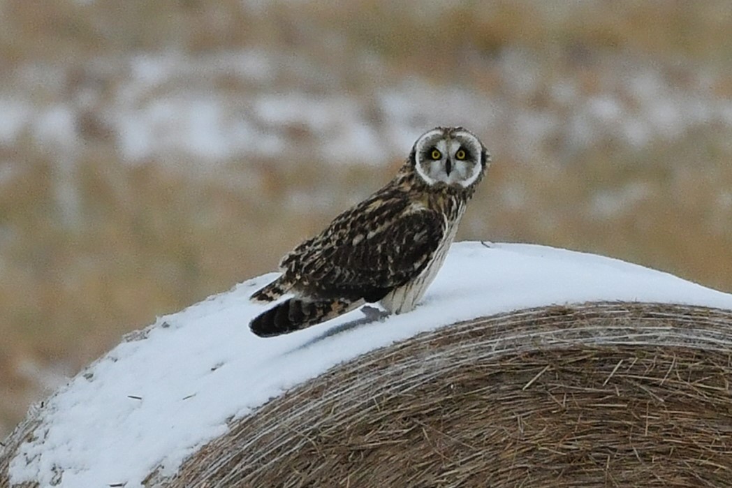 Short-eared Owl - ML647432525