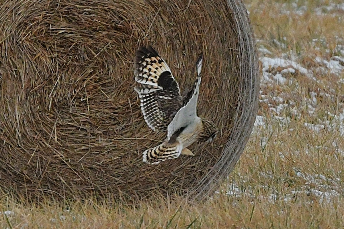 Short-eared Owl - ML647432526