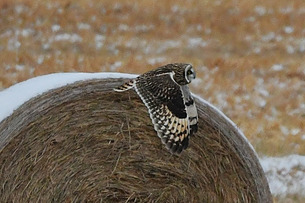 Short-eared Owl - ML647432527