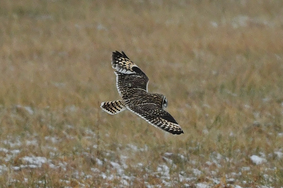Short-eared Owl - ML647432528