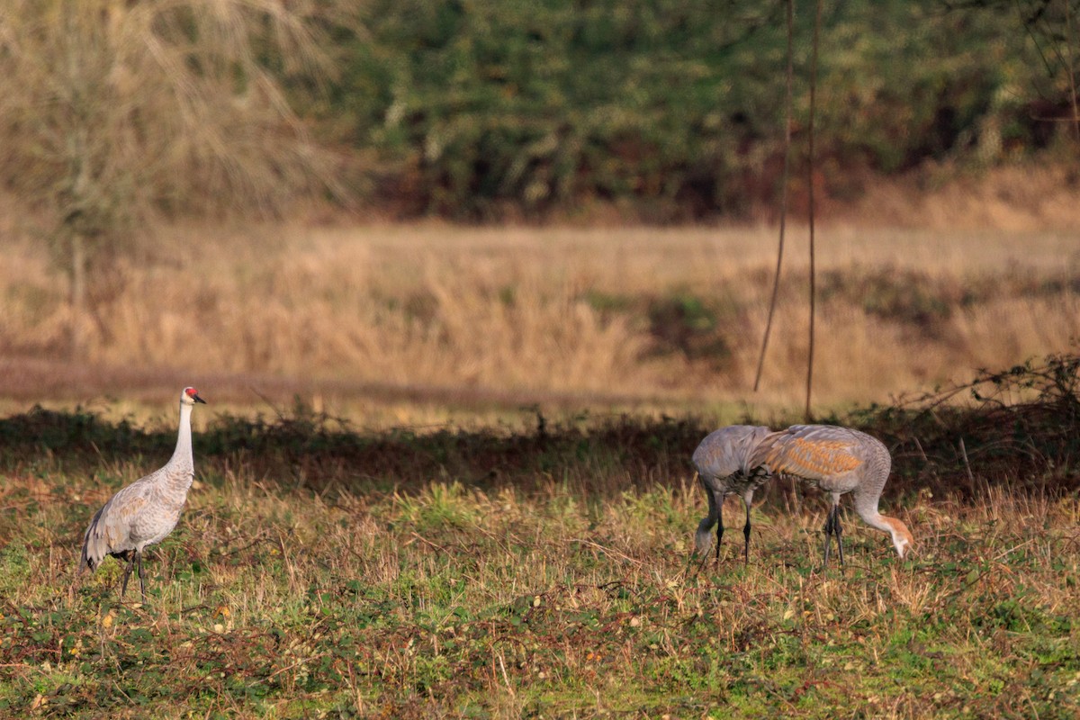 Sandhill Crane - ML647432529