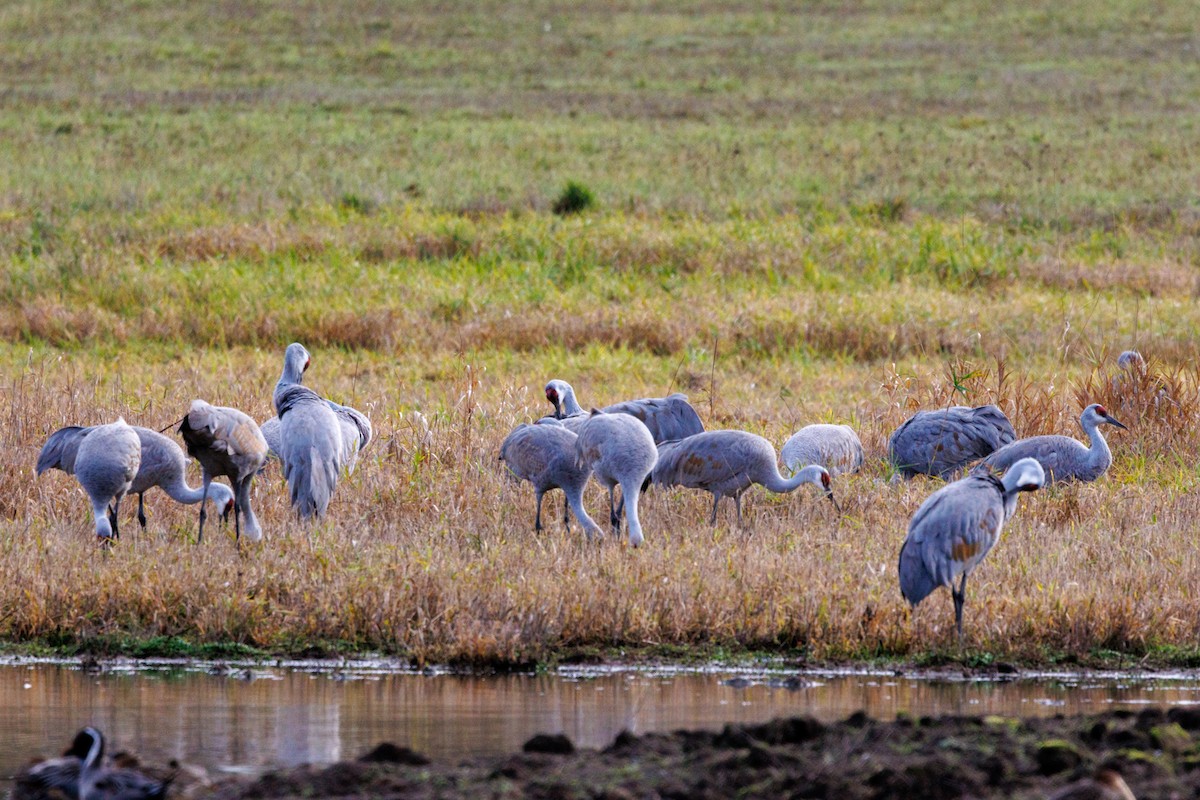 Sandhill Crane - ML647432530