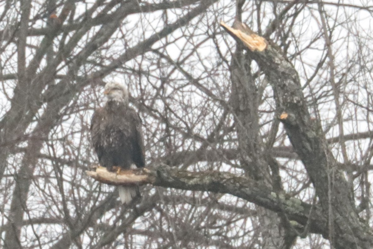 Bald Eagle - ML647432531