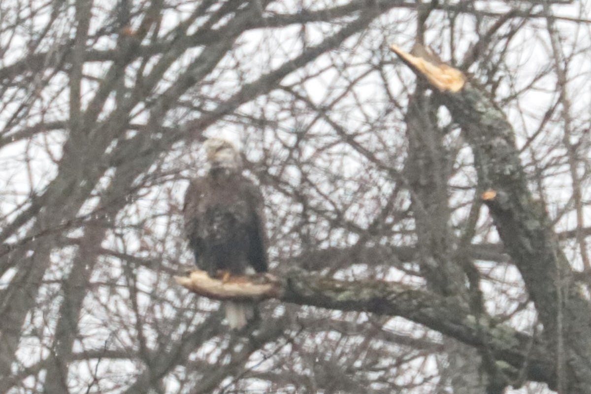 Bald Eagle - ML647432532