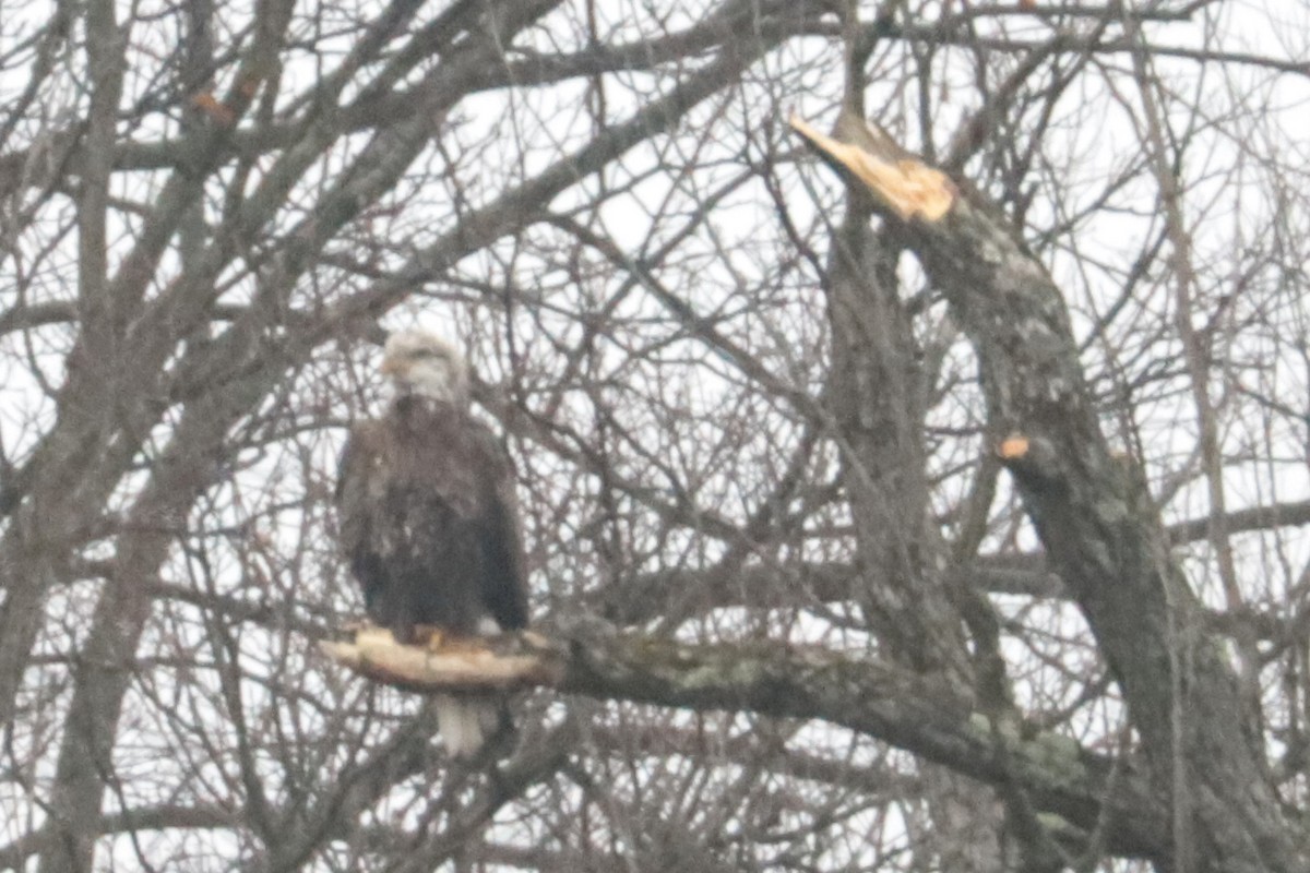 Bald Eagle - ML647432533