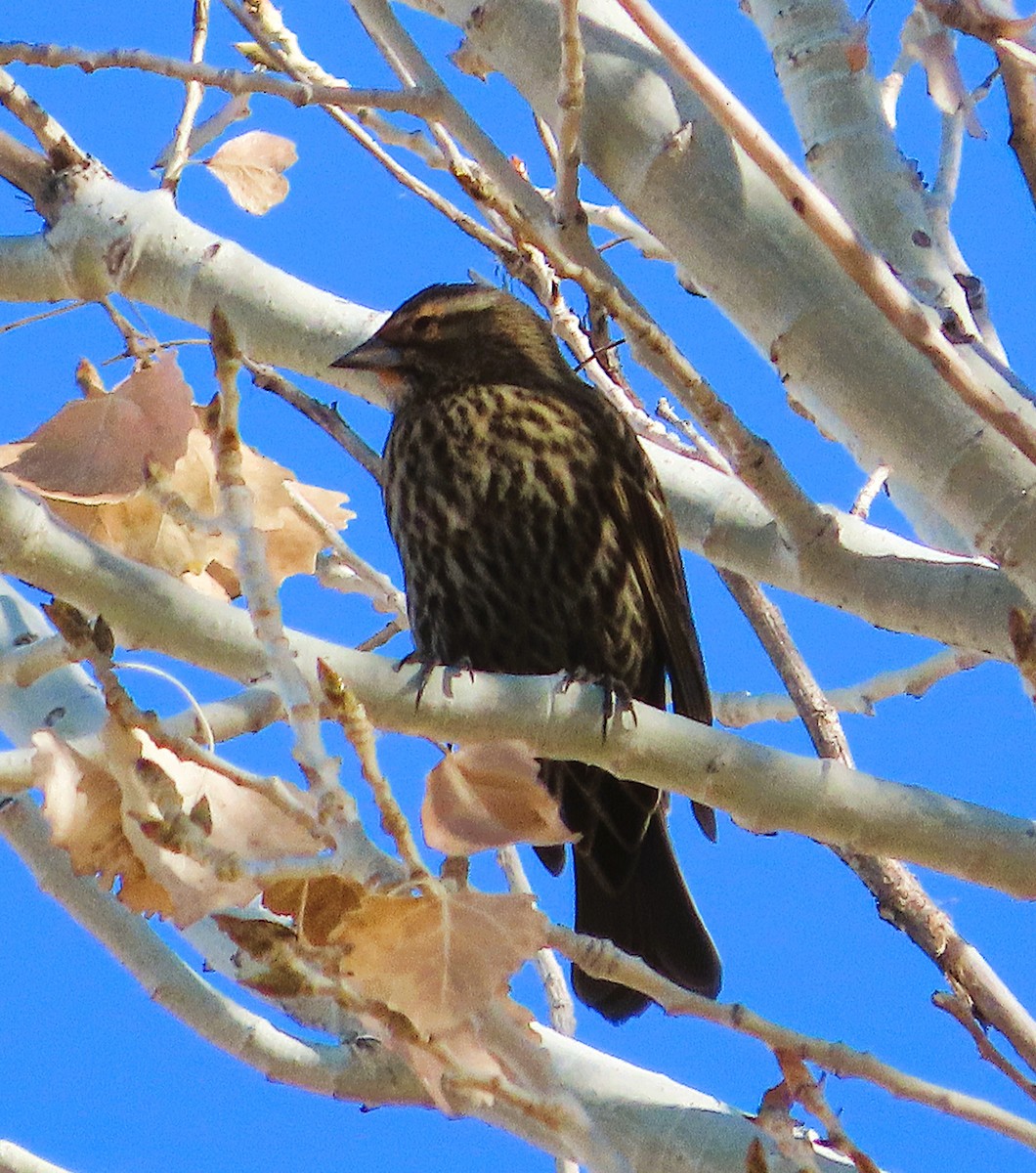 Red-winged Blackbird - ML647432534