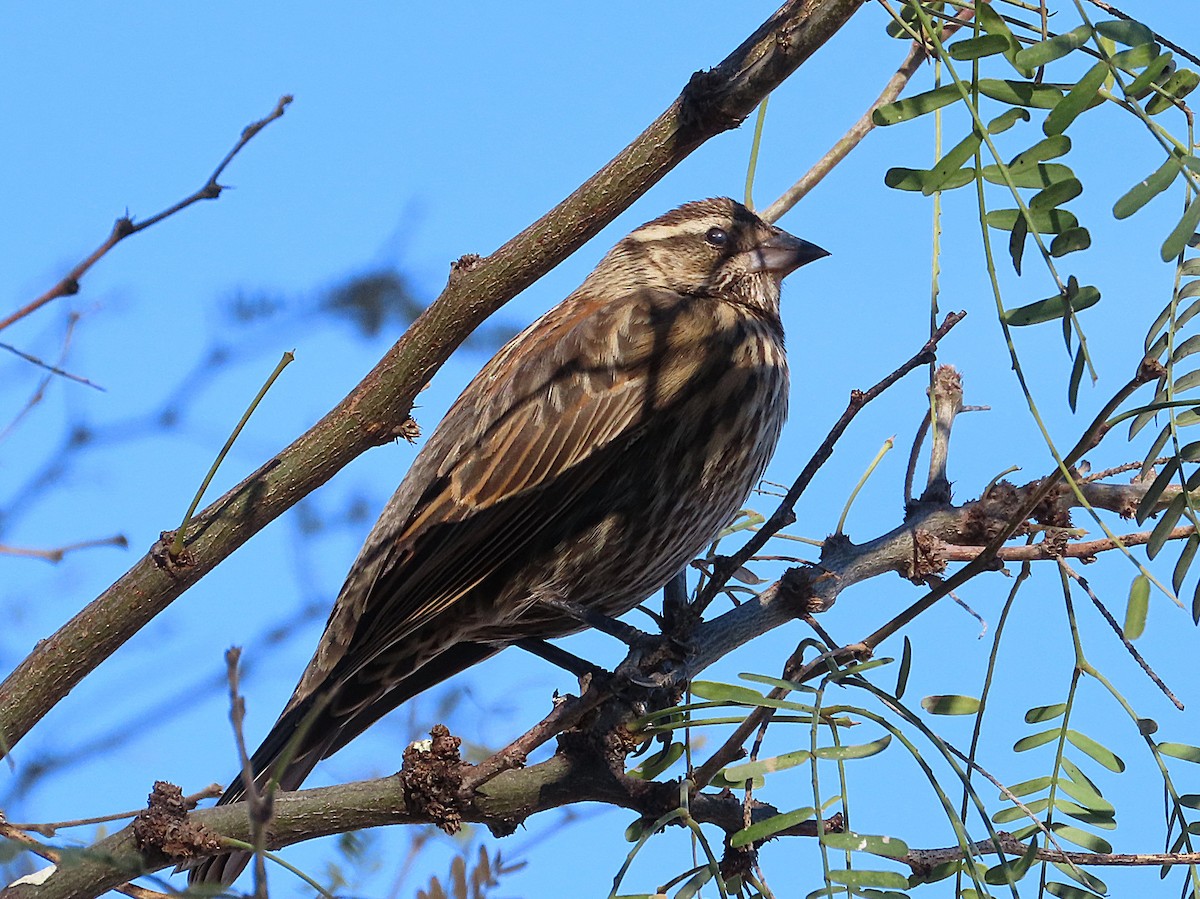 Red-winged Blackbird - ML647432535