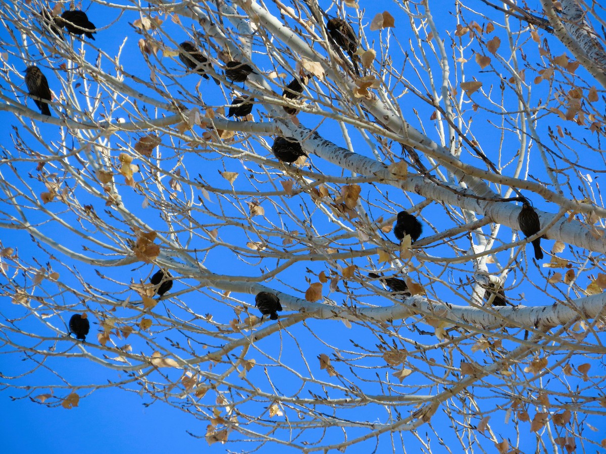 Red-winged Blackbird - ML647432536